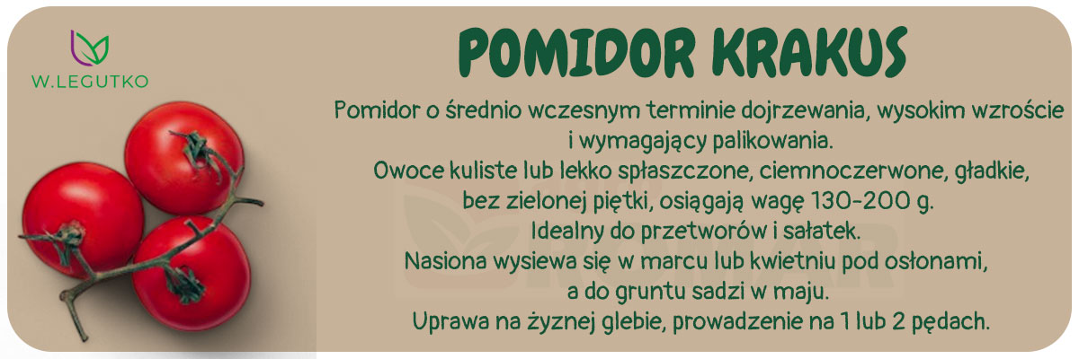 Nasiona pomidora Krakus 0,5 g, W. Legutko – średnio wczesna odmiana o smacznych owocach